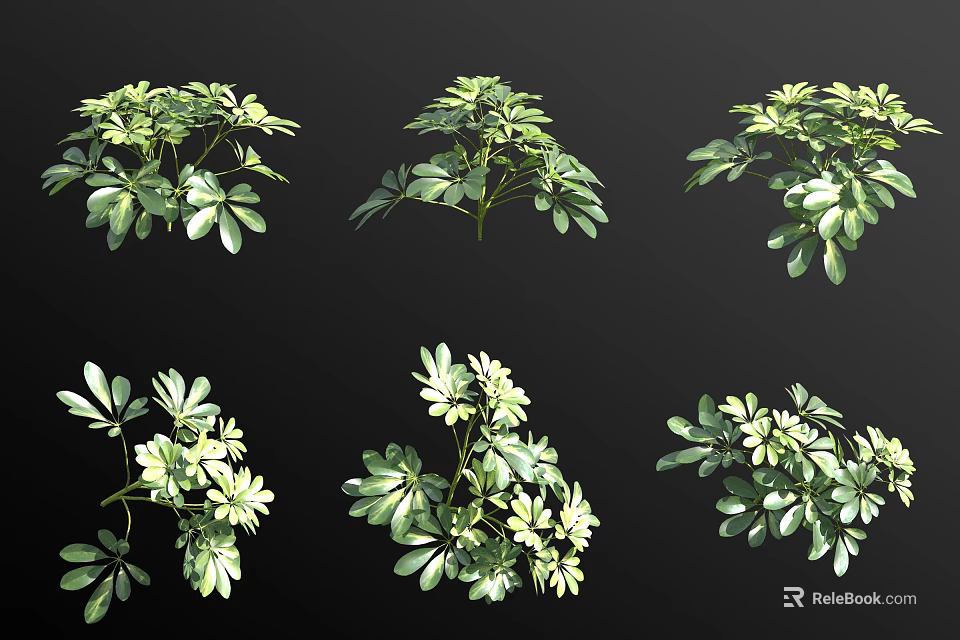 Decorative Green Leaf Plants With White Small Flowers In Various Arrangements 3d model 