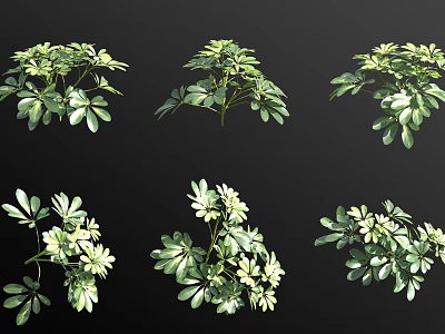 Decorative Green Leaf Plants With White Small Flowers In Various Arrangements 3d model