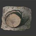 Green Plants Growing On Tree Stump With New Sprouts And Surrounding Soil Details