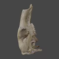 Ancient Animal Skull From Australian National University Archaeology And Digital Humanities