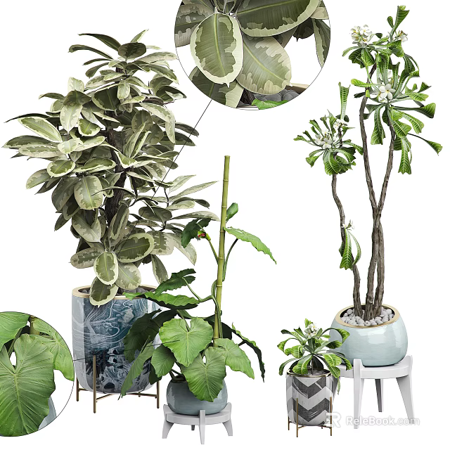 Indoor Potted Bonsai Plants With Lush Green Leaves In Ceramic And Blue Pots 3d model 