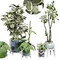Indoor Potted Bonsai Plants With Lush Green Leaves In Ceramic And Blue Pots