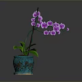 Purple Orchid Plant With Green Leaves And Purple Flowers In Blue Perforated Pot
