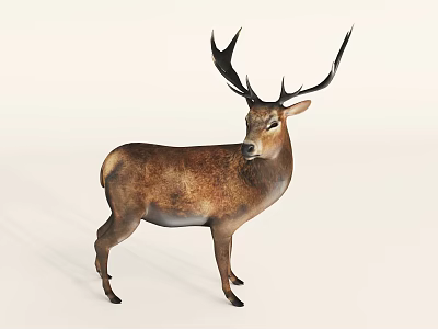 Realistic Deer With Large Antlers Brown Coat Standing On White Background 3d model