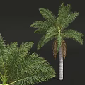 Tall Palm Trees With Lush Green Fronds And Straight Trunks In Natural Environment