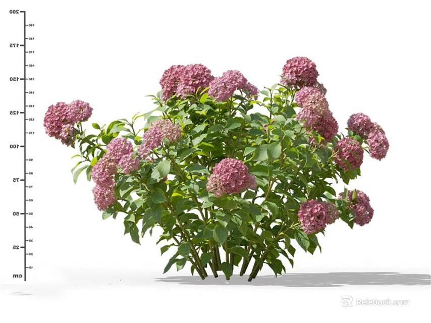 Beautiful Pink Hydrangea Bush With Lush Green Leaves And Vibrant Blooms 3d model 