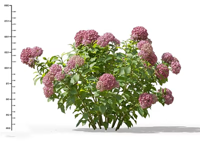 Beautiful Pink Hydrangea Bush With Lush Green Leaves And Vibrant Blooms 3d model