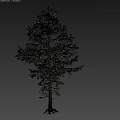 Tall Tree With Slender Trunk And Sparse Green Needles On Gray Background 3d model