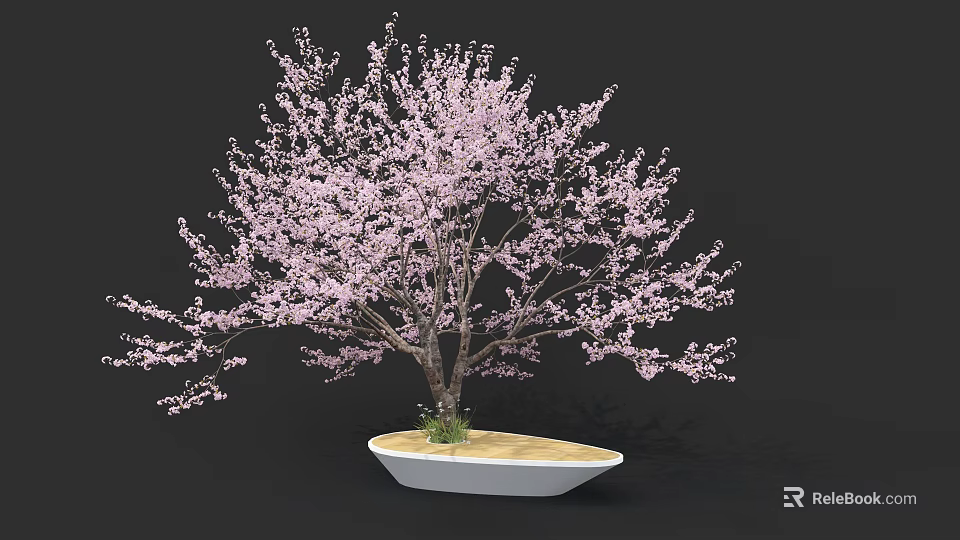 Stunning Tree With Pink Blossoms In White Planter And Sandy Soil 3d model 