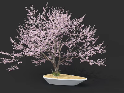 Stunning Tree With Pink Blossoms In White Planter And Sandy Soil 3d model