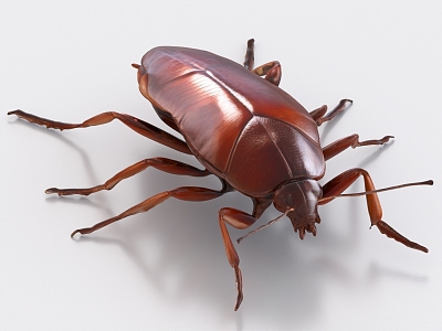 cockroach xiaoqiang pest insect model