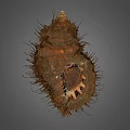 Decorative Shell Ornament Set With Natural Texture And Brown Exterior For Home