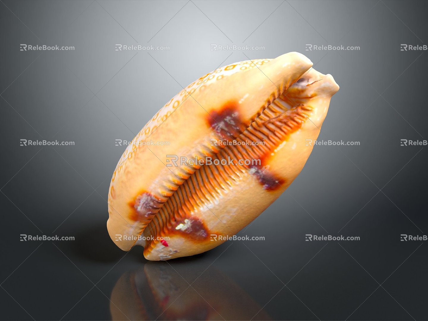 Modern Conch Bone Snail Snail Field Snail 3d model