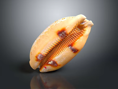 Aquatic Cowrie Mollusk Shell With Shiny Spots And Inner Ribbed Structure 3d model