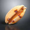 Modern Conch Bone Snail Field Snail 3d model