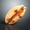 Modern Conch Bone Snail Snail Field Snail 3d model