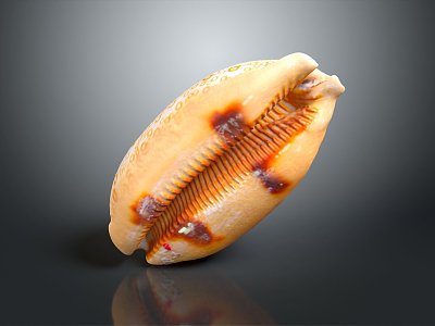 Modern Conch Bone Snail Field Snail 3d model