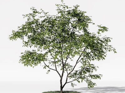 landscape tree pool big tree model