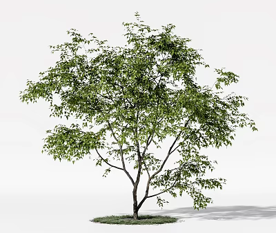 Tree with Lush Green Foliage and Sturdy Trunk Standing on Grass with Sunlit Shadow 3d model