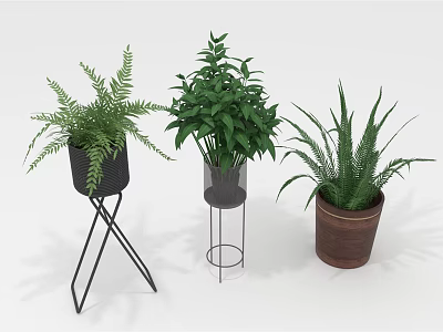 Indoor Green Plants Fern Leafy Succulent in Black Metal Stand Transparent Container Brown Ceramic Pot 3d model