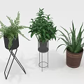 Indoor Green Plants Fern Leafy Succulent in Black Metal Stand Transparent Container Brown Ceramic Pot