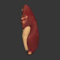 Realistic Human Kidney Organ With Hair Like Fibrous Tissue And Ureter Structure