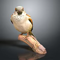 Realistic Sparrow Perched On Natural Wooden Branch Against Gray Background