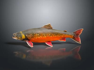 Vibrant Spotted Aquatic Fish With Dark Back Orange Belly Red Fins Tail And Reflection 3d model