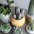 Decorative Cactus And Succulent Potted Plants In Various Ceramic Pots On Shelf