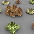Various Guanyinlian Succulent Plants with Rosette Shaped Leaves and Colorful Foliage