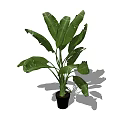 Large Leaf Green Potted Plant in Black Pot for Indoor Decoration