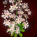 Tall Plant With Green Leaves Slender Stems And Small White Flowers On Red Background