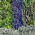 Living Plant Wall Featuring Colorful Purple Yellow Red Plants Vibrant Greenery And Decorative Outdoor Design
