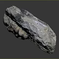 Ancient Prehistoric Marine Animal Fossil Embedded in Detailed Natural Stone Formation