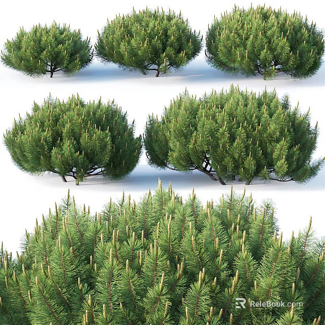 Different Types of Evergreen Pine Trees Showcasing Lush Foliage and Various Shapes 3d model 