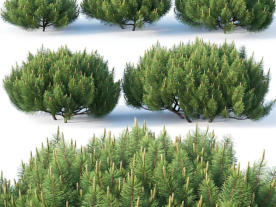 Different Types of Evergreen Pine Trees Showcasing Lush Foliage and Various Shapes 3d model