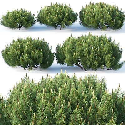 Different Types of Evergreen Pine Trees Showcasing Lush Foliage and Various Shapes 3d model