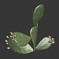 Cactus Plant with Flat Green Pads Small Yellow Red Fruits on Dark Reflective Background