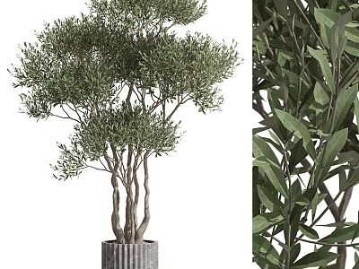 Olive Tree Bonsai Multi Trunk Lush Green Leaves in Gray Textured Pot for Indoor Decoration 3d model