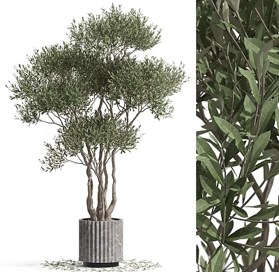 Olive Tree Bonsai Multi Trunk Lush Green Leaves in Gray Textured Pot for Indoor Decoration 3d model