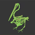 Realistic Human Skeleton Model Medical Device for Anatomical Education and Training