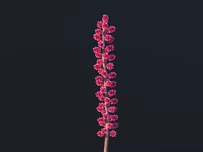 Upright Pink Flowering Plant With Long Spike And Closely Arranged Small Flowers Against Black Background 3d model