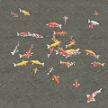 Colorful Koi Fish Swimming In Clear Pond Water With Various Bright Colors