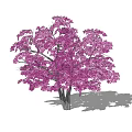 Lush Purple Flowering Tree With Dark Trunk And Natural Shadow Effect