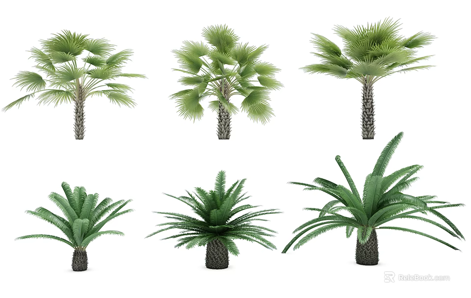 Various Tropical Palm Trees Featuring Green Fronds and Sturdy Trunks 3d model