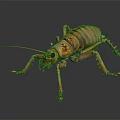 Large Brown Cricket 3D Model With Detailed Exoskeleton Long Antennae And Multiple Legs
