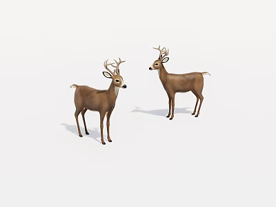 Two Brown Deer With Antlers Standing On White Background In Natural Stance 3d model