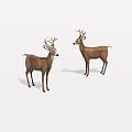 Two Brown Deer With Antlers Standing On White Background In Natural Stance