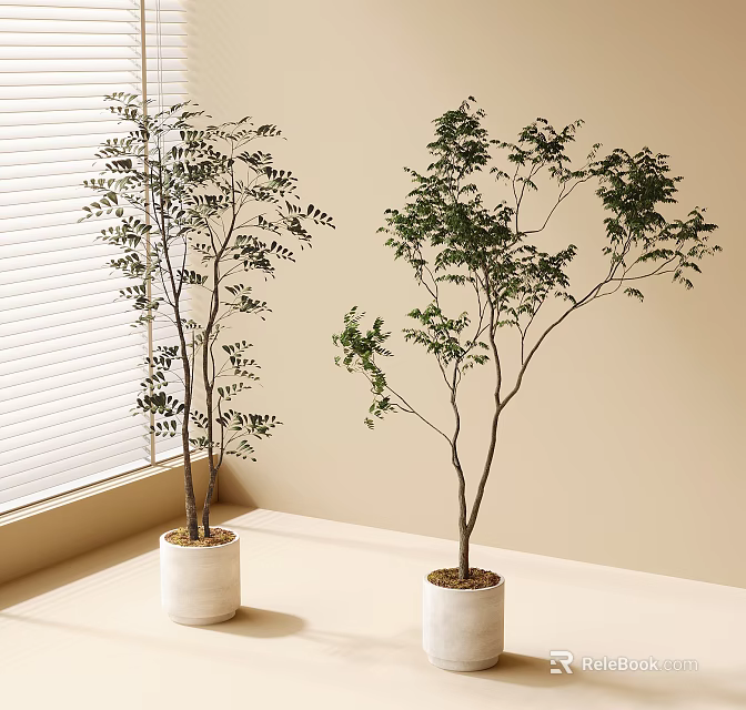 Indoor Bonsai Potted Plants in White Ceramic Pots by Window with Lush Foliage 3d model 