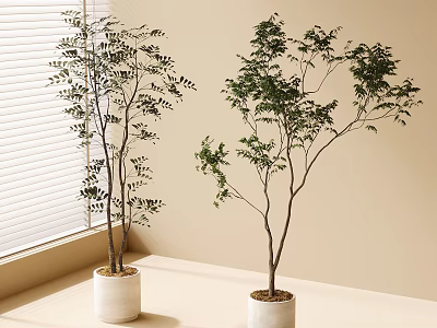 Indoor Bonsai Potted Plants in White Ceramic Pots by Window with Lush Foliage 3d model